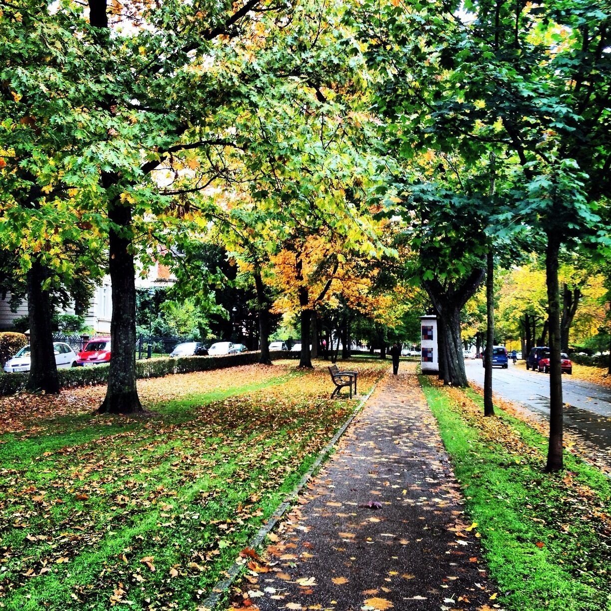 Fall in Germany, in Freiburg-Wiehre. 