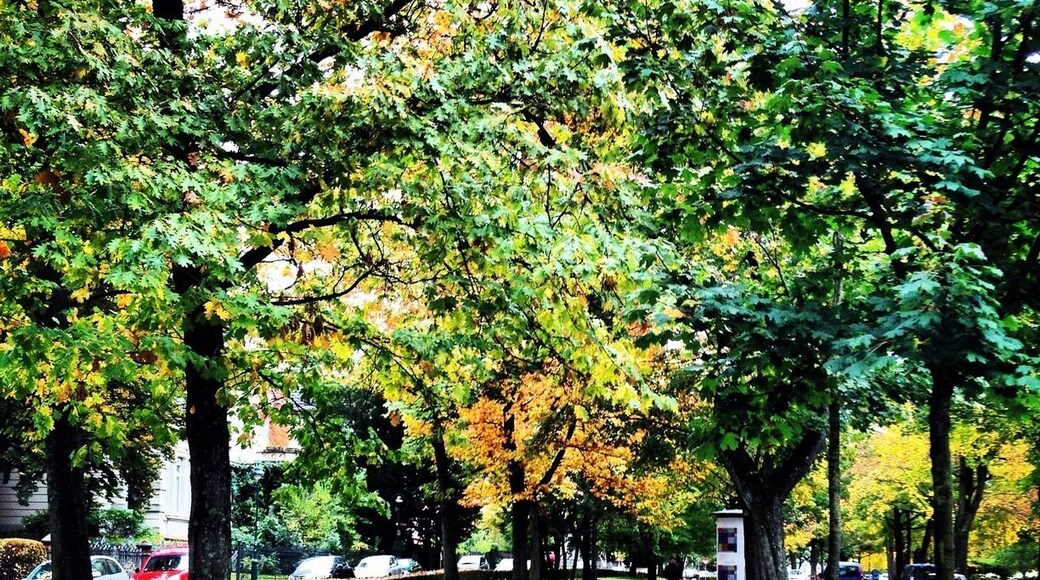 Fall in Germany, in Freiburg-Wiehre.