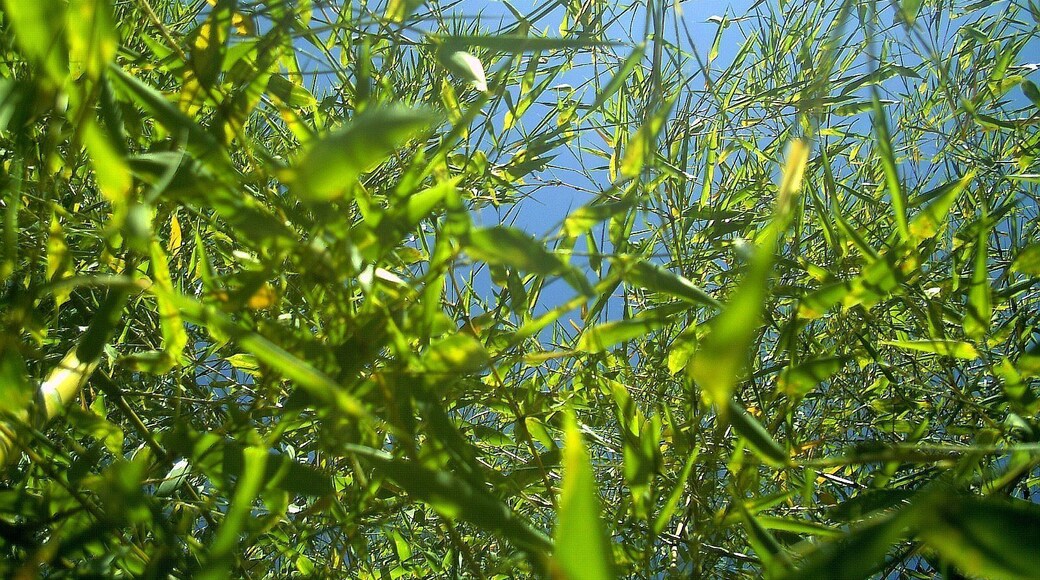September Botany Garden University of Freiburg - Master Seasons Rhine Valley 2013 Grand Panoramas Bampoo