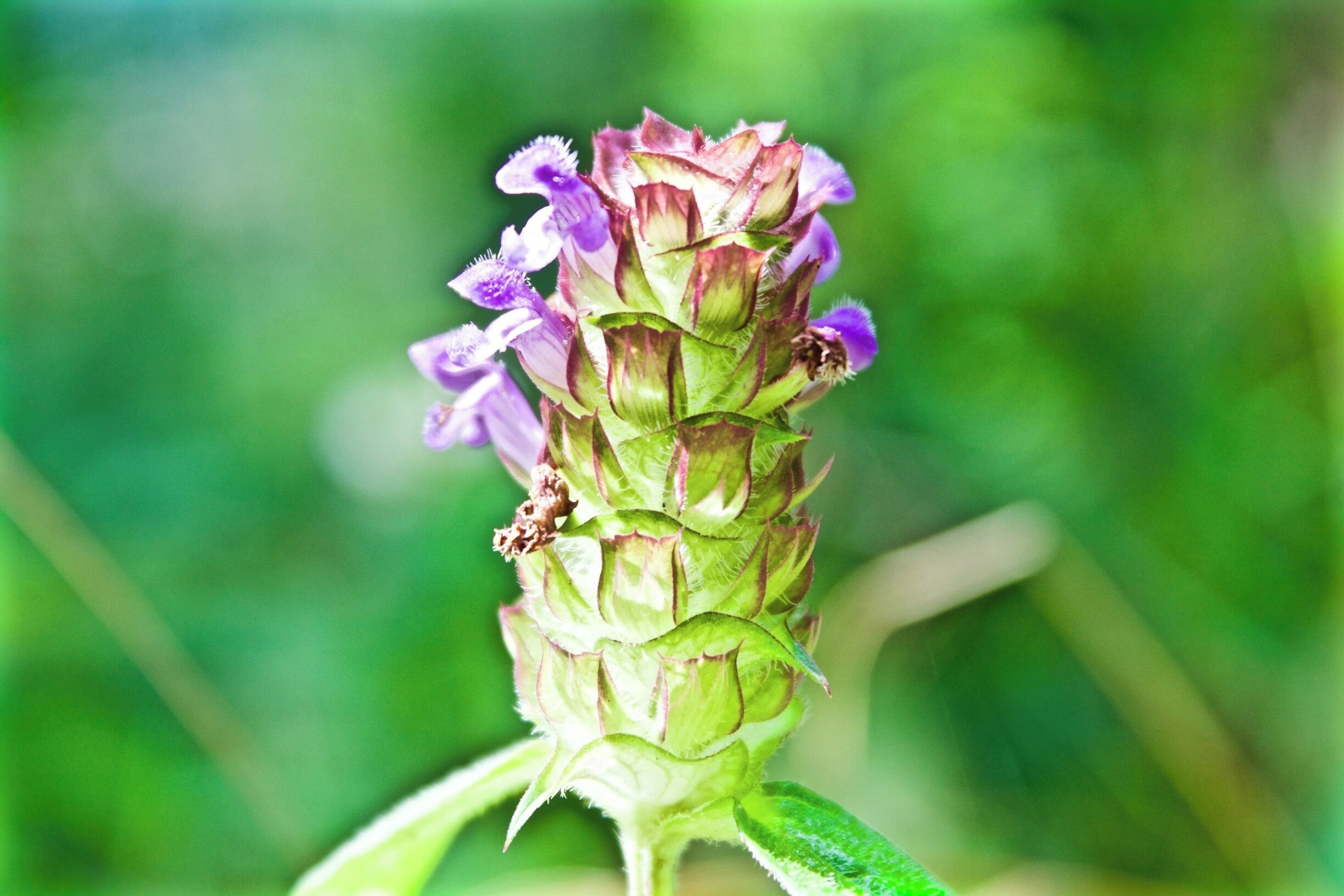 Freiburg is a great home base for hiking in Germany's Black Forest. There are beautiful landscapes, vegetation and critters to see along the way. #hiking