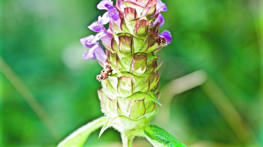 Freiburg is a great home base for hiking in Germany's Black Forest. There are beautiful landscapes, vegetation and critters to see along the way. #hiking