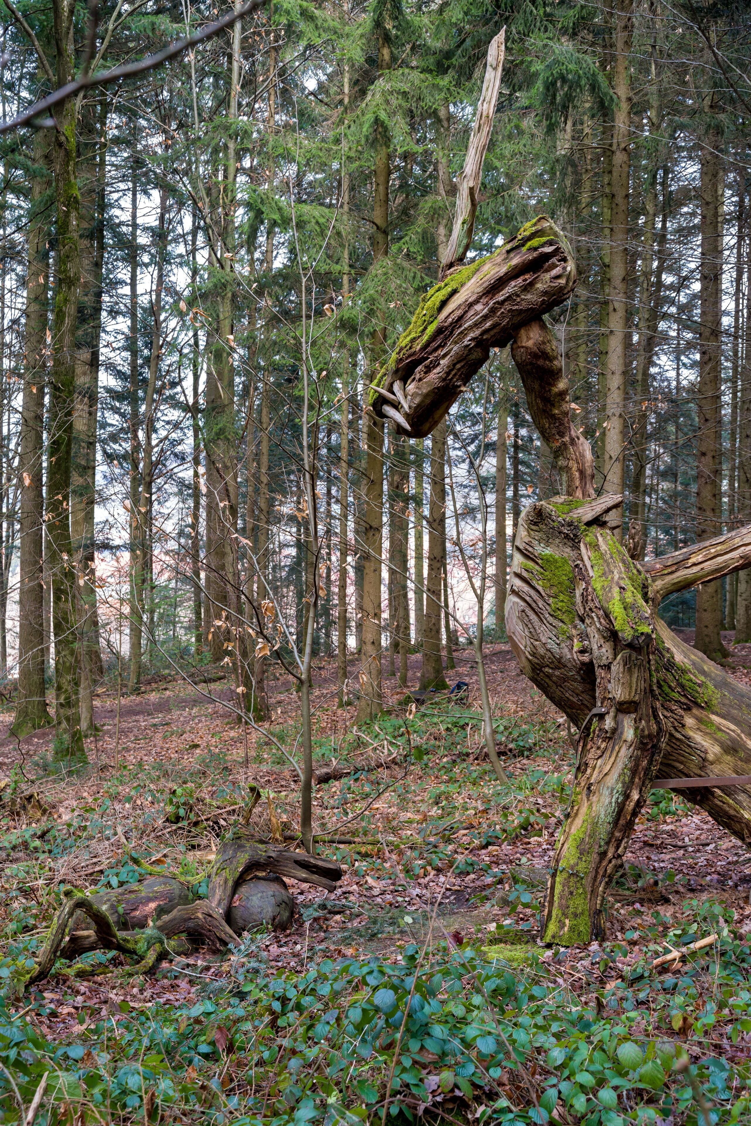 Der Sternwalddrache in Freiburg im Breisgau, bewacht sein Nest. Die Skulptur ist 7m lang und 2 Tonnen schwer. Die ca 200 Jahre alte Eiche stammt von der Straßenbahnhaltestelle Wonnhalde Enthüllung 27.10.2005