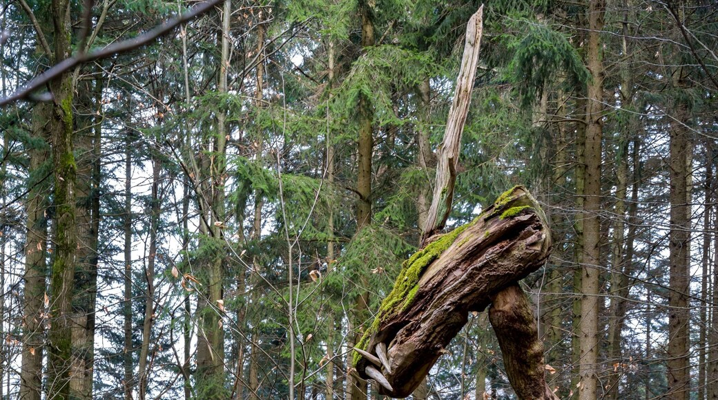 Der Sternwalddrache in Freiburg im Breisgau, bewacht sein Nest. Die Skulptur ist 7m lang und 2 Tonnen schwer. Die ca 200 Jahre alte Eiche stammt von der StraĂenbahnhaltestelle Wonnhalde EnthĂŒllung 27.10.2005