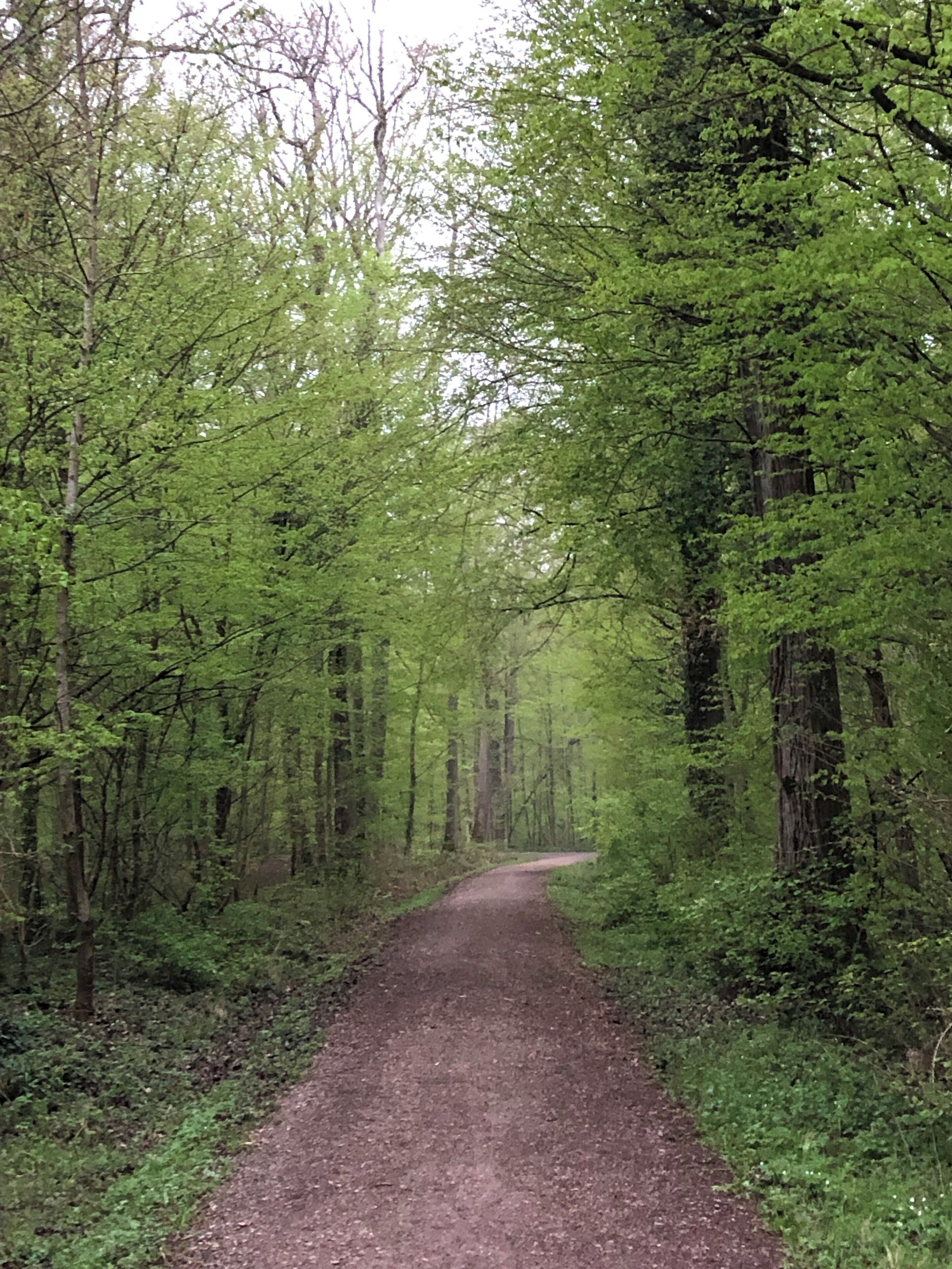 A forested path surrounded by dense green trees.