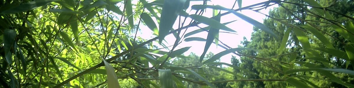 May Spring Botanischer Garten Freiburg - Botany Photography