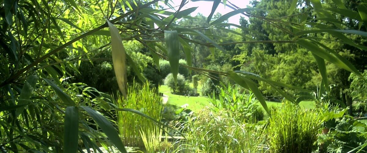 May Spring Botanischer Garten Freiburg - Botany Photography