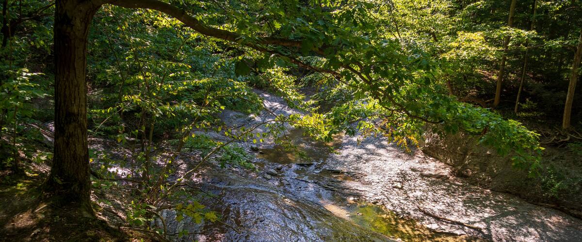 A forest stream with sunlight filtering through the trees.