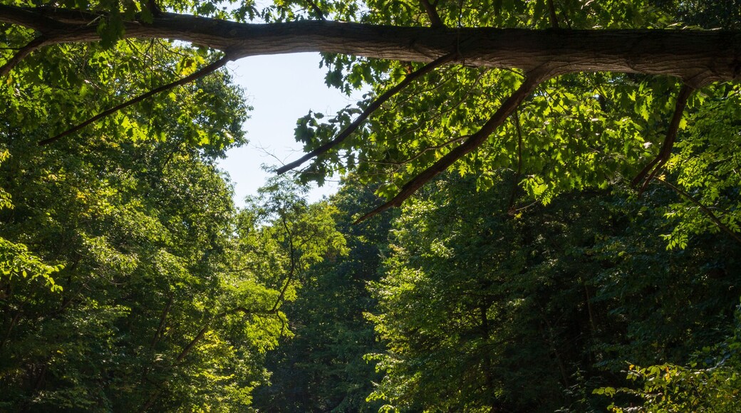 Wintergreen Gorge, Harborcreek Township, Erie County in the U.S. state of Pennsylvania