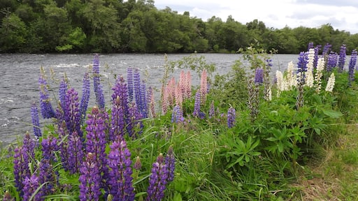 River Spey is the third longest and fastest-flowing river in Scotland. It is important for salmon fishing and whisky production.
#LikeALocal #Nature