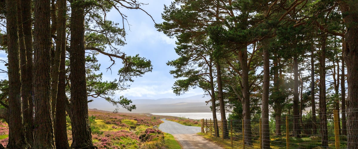 A road winding through a forest with a lake in the distance.
