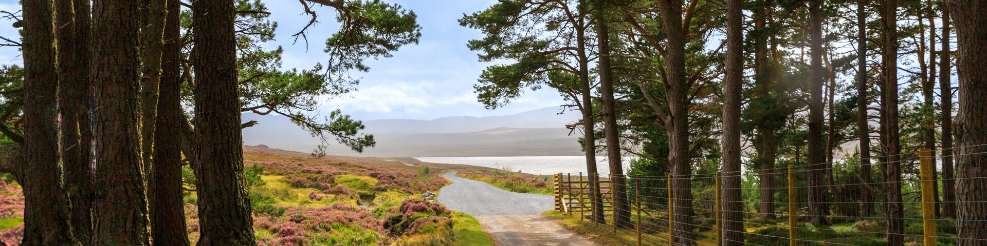 A road winding through a forest with a lake in the distance.