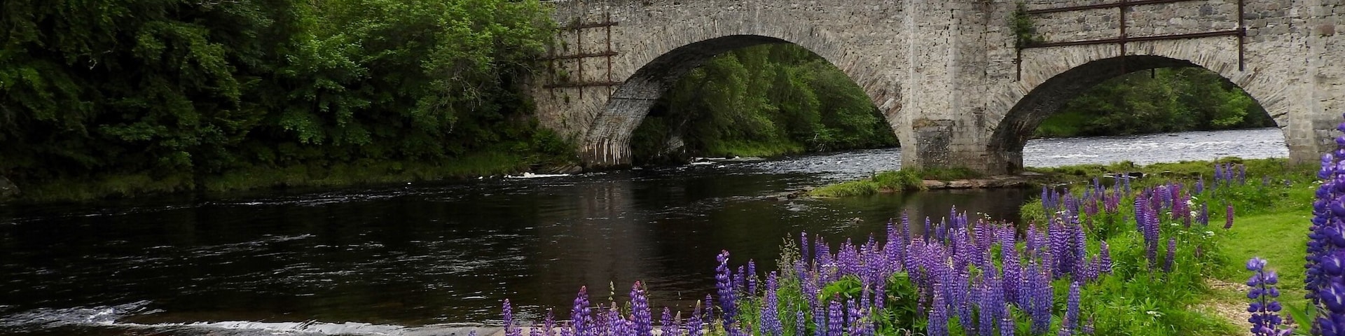The Old Spey Bridge was built after the 1745 rebellion by General Wade's successor, Major William Caulfield, as part of the military road that ran from Coupar Angus to Fort George. The inscription on the bridge says, "AD 1754. 5 companies of the 33rd Regiment Colonel Charles Hay. Ended"
Wild Lupins (L. perennis) grown in profusion all along the banks of the Spey in June. The Spey is known to be a fast-running river and is especially famous as one of Scotland's best salmon rivers.
#InStone
#River