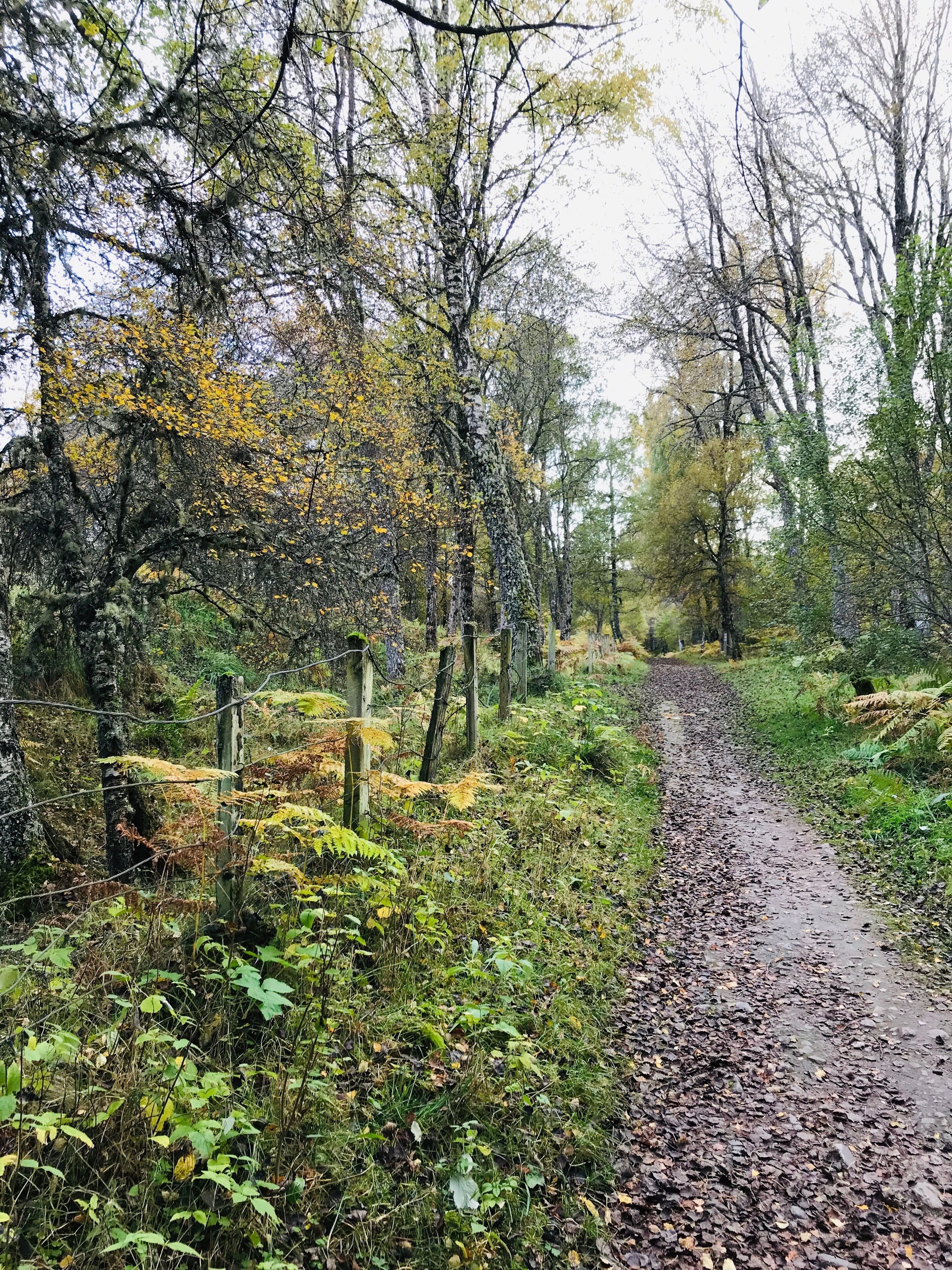 Forest walk behind caravan park
