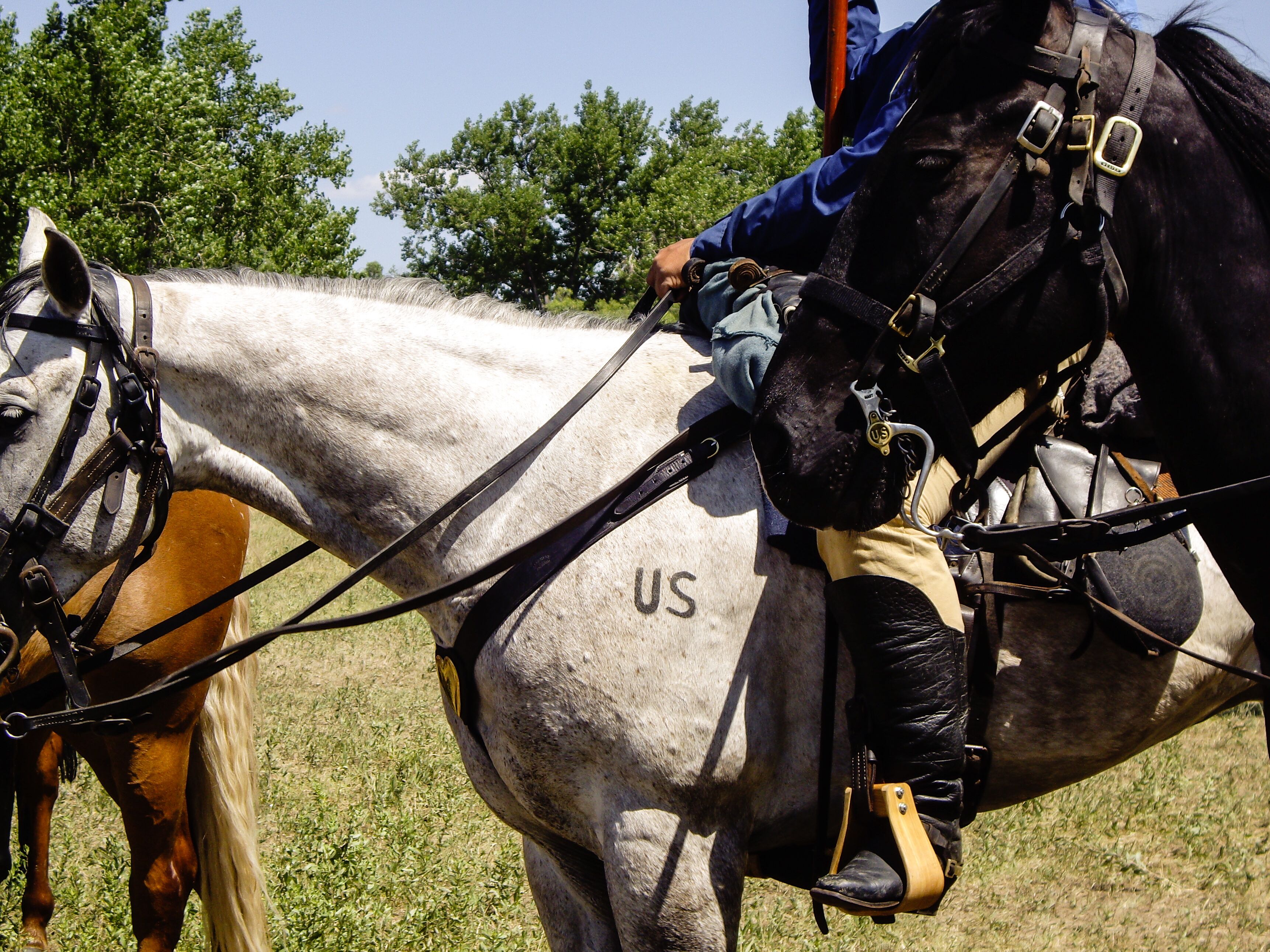US Cavalry Horse