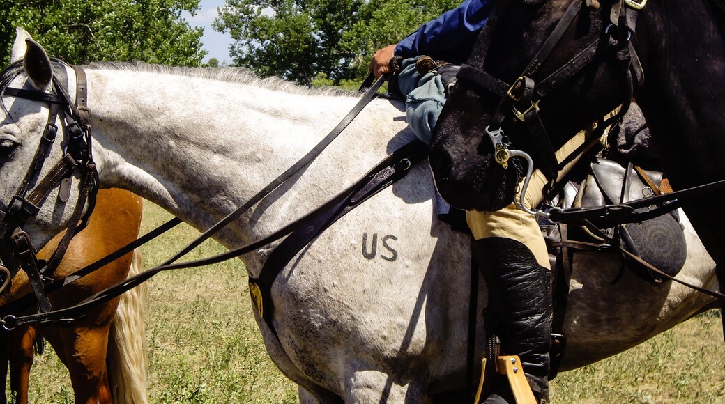US Cavalry Horse