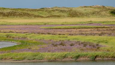 Purple Zwinneblommen in Zwin Nature Reserve, Knokke-Heist, Belgium