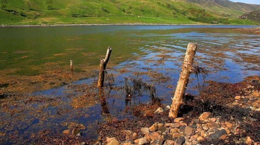 Old Fence Posts, Loch Long