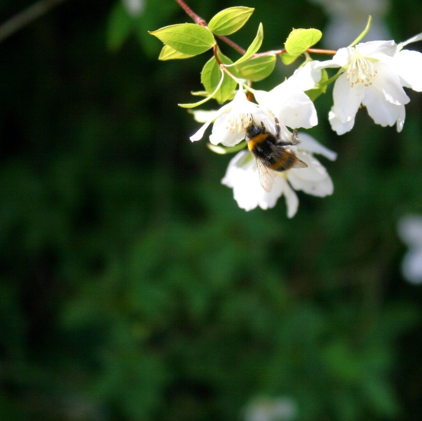 Bee in a flower at Harmony Garden Melrose 