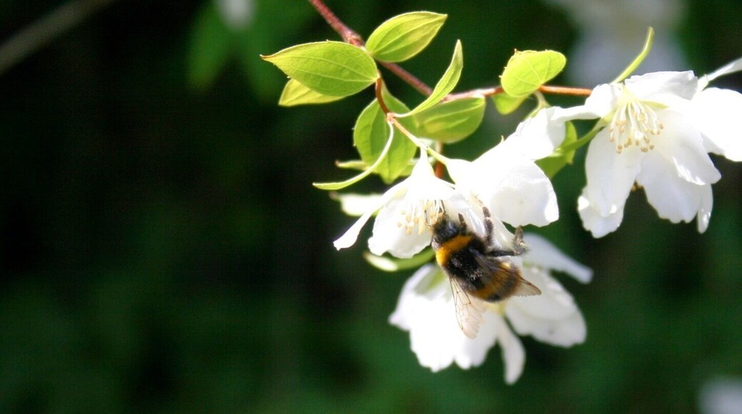 Bee in a flower at Harmony Garden Melrose
