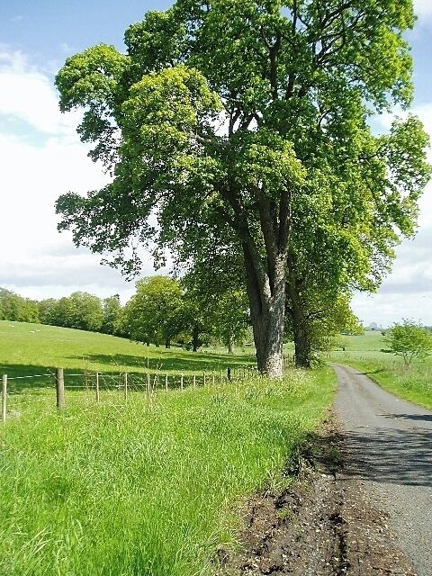 Road to Lilliesleaf Nursery. Private roadway off the B6453