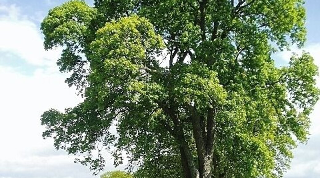 Road to Lilliesleaf Nursery. Private roadway off the B6453
