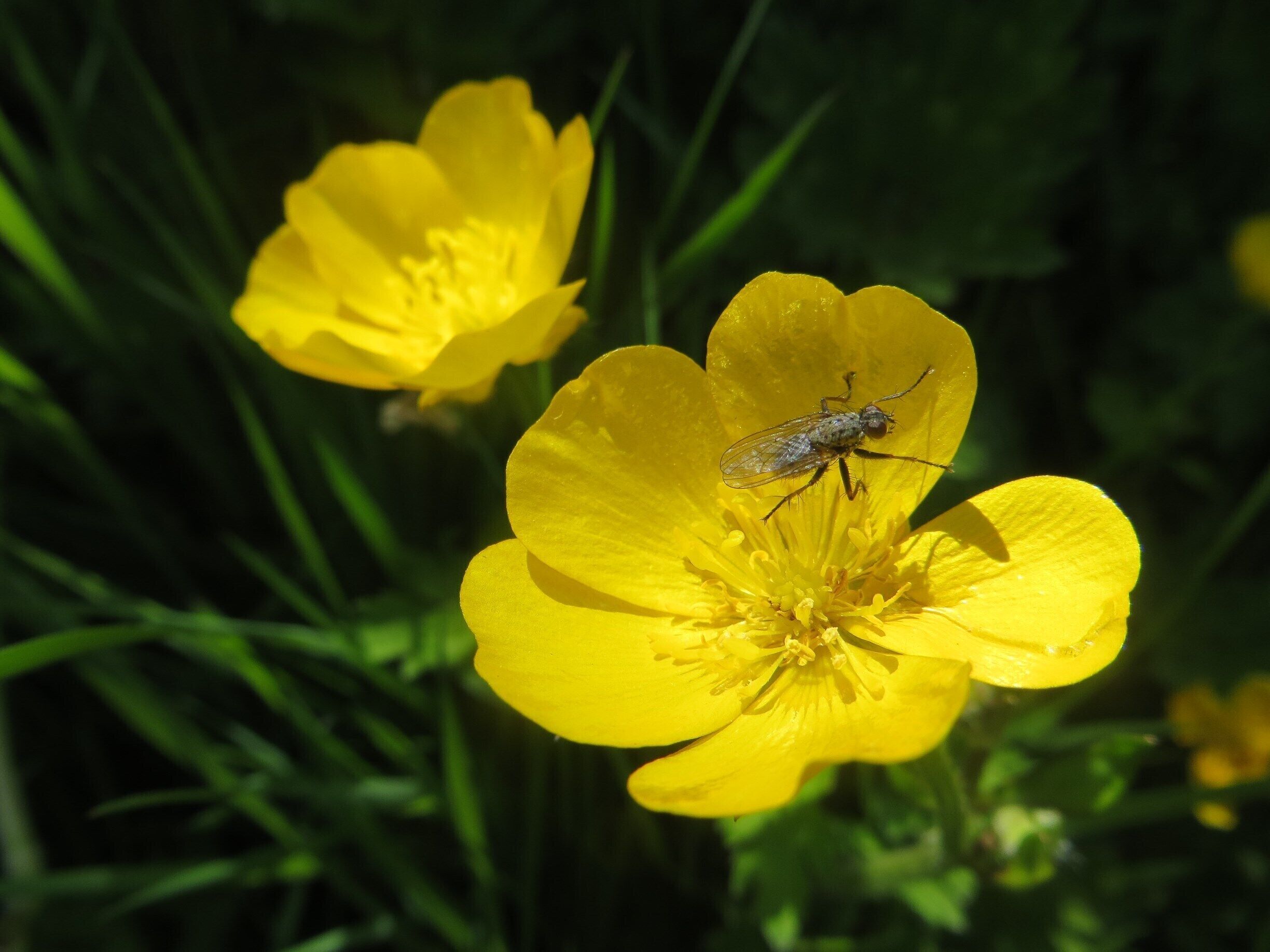 A fly on a yellow flower.