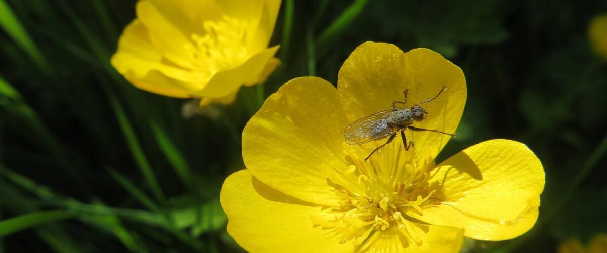 A fly on a yellow flower.