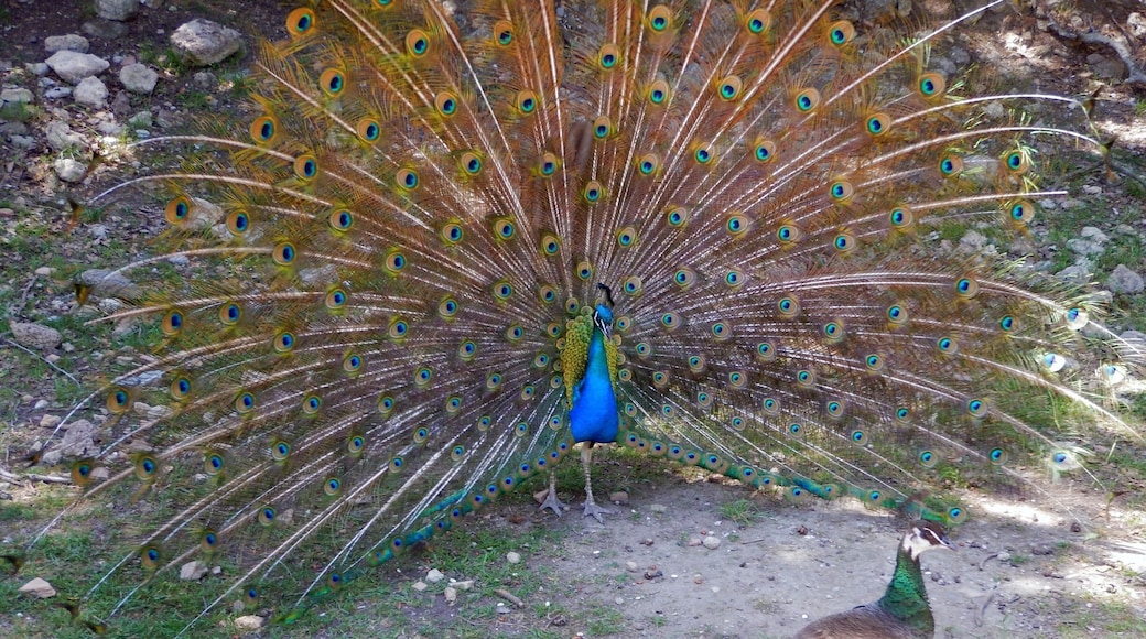 Courting peacock and hen