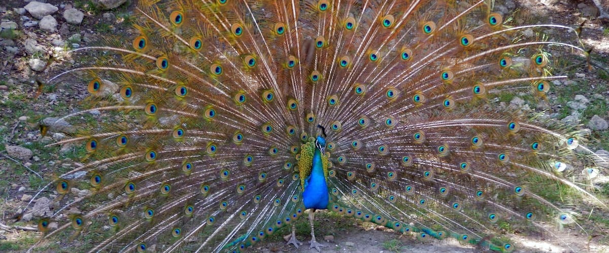 Courting peacock and hen