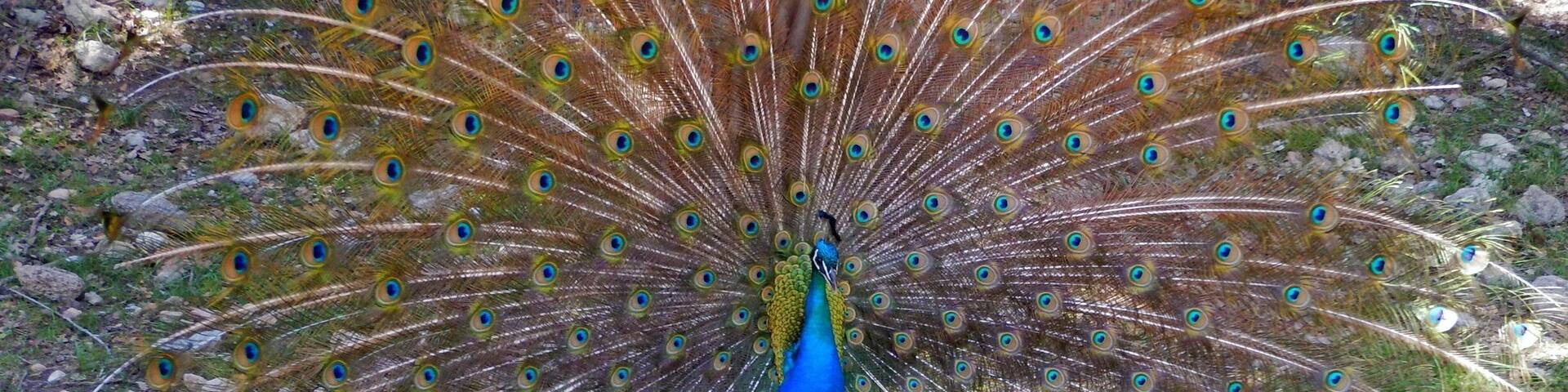 Courting peacock and hen