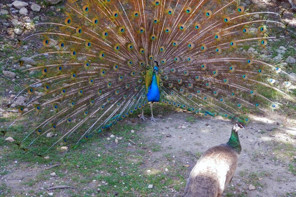 A peacock with its tail feathers fanned out, standing on a grassy area with rocks.