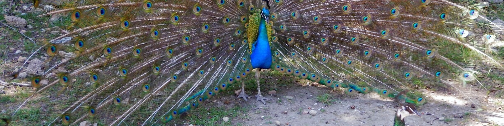 Courting peacock and hen