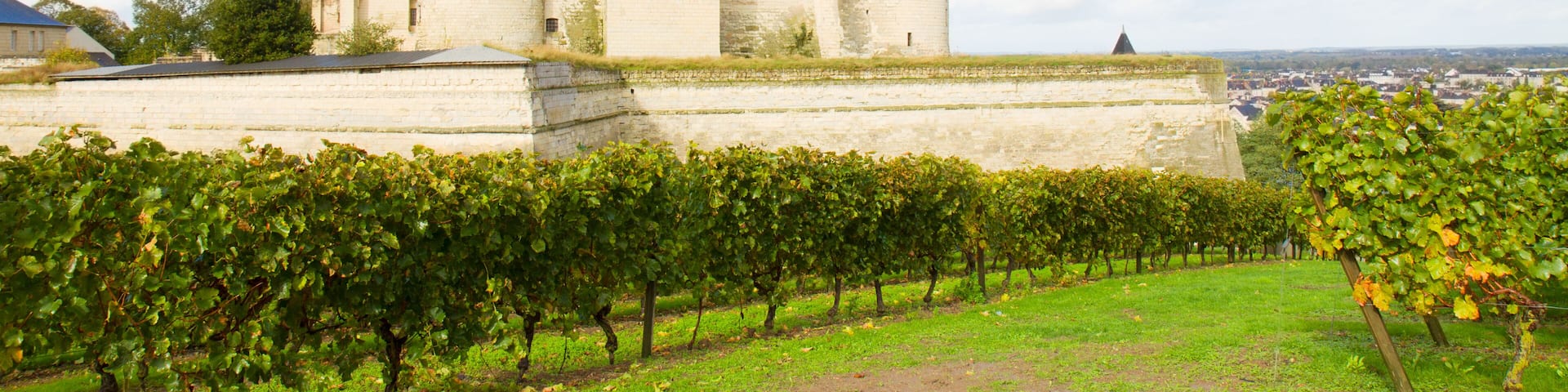 Saumur castle and vineyards in the Loire Valley, France