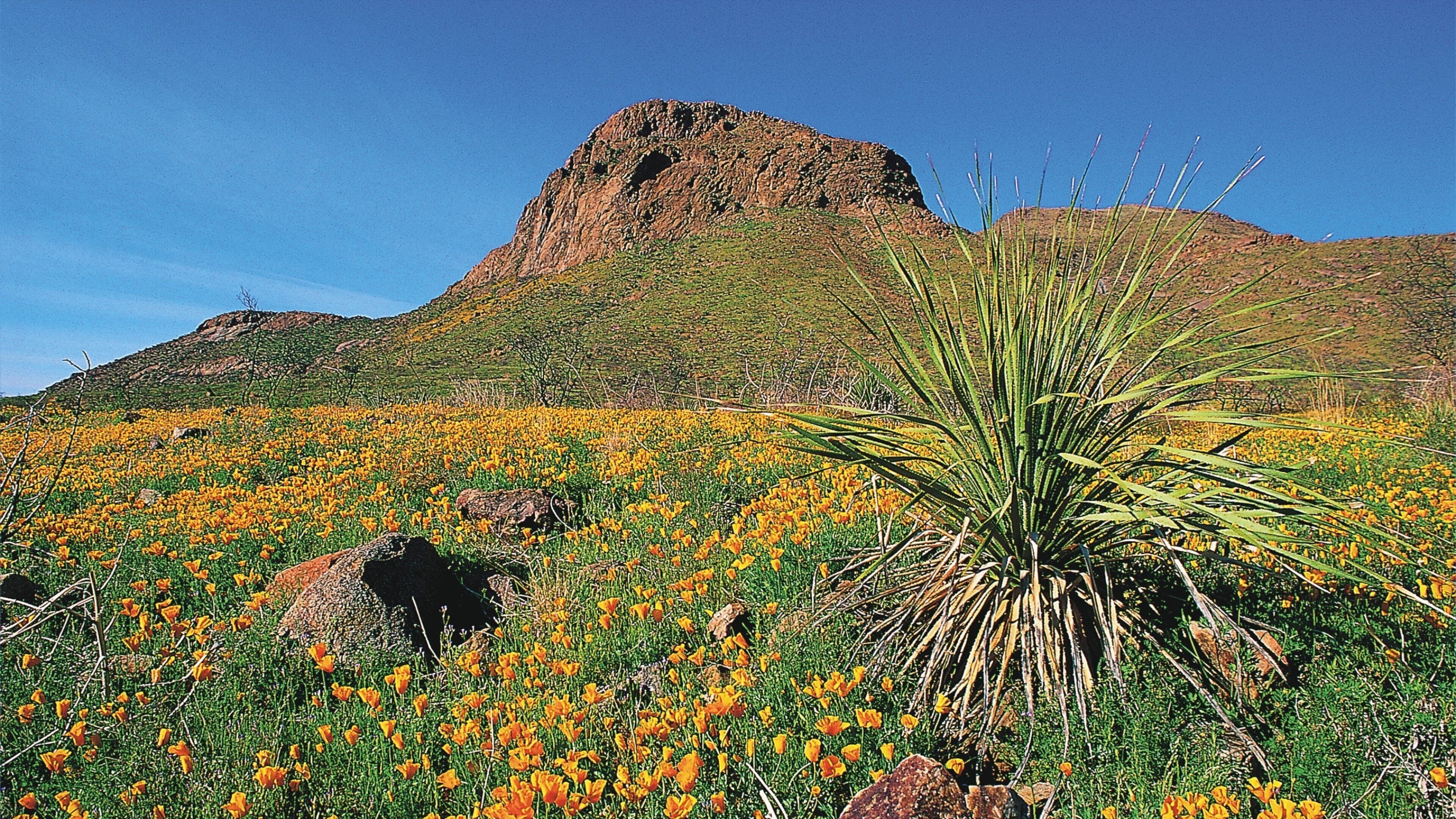 El Paso showing mountains and wildflowers