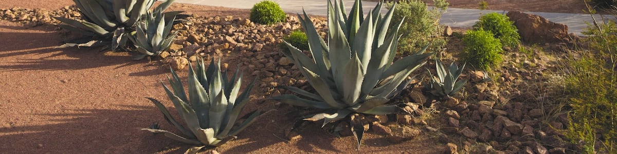 El Paso mit einem Stadt und Wüstenblick