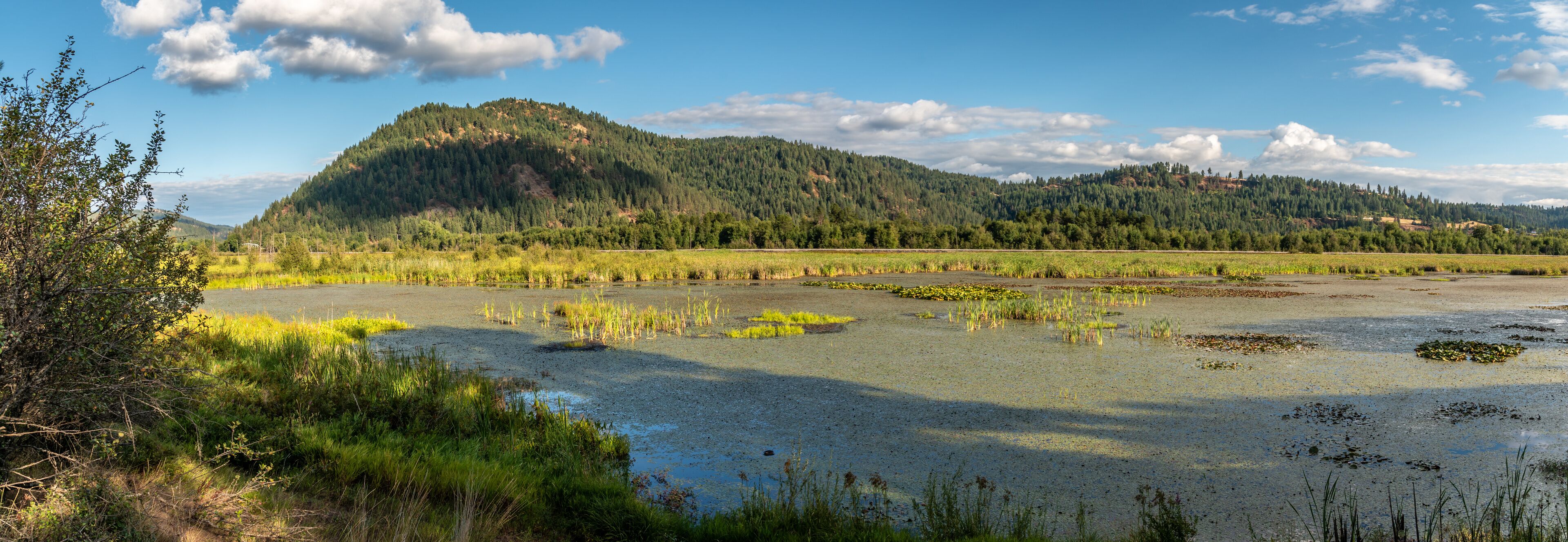 A wetland area with water, grass, and a forested hill in the background.