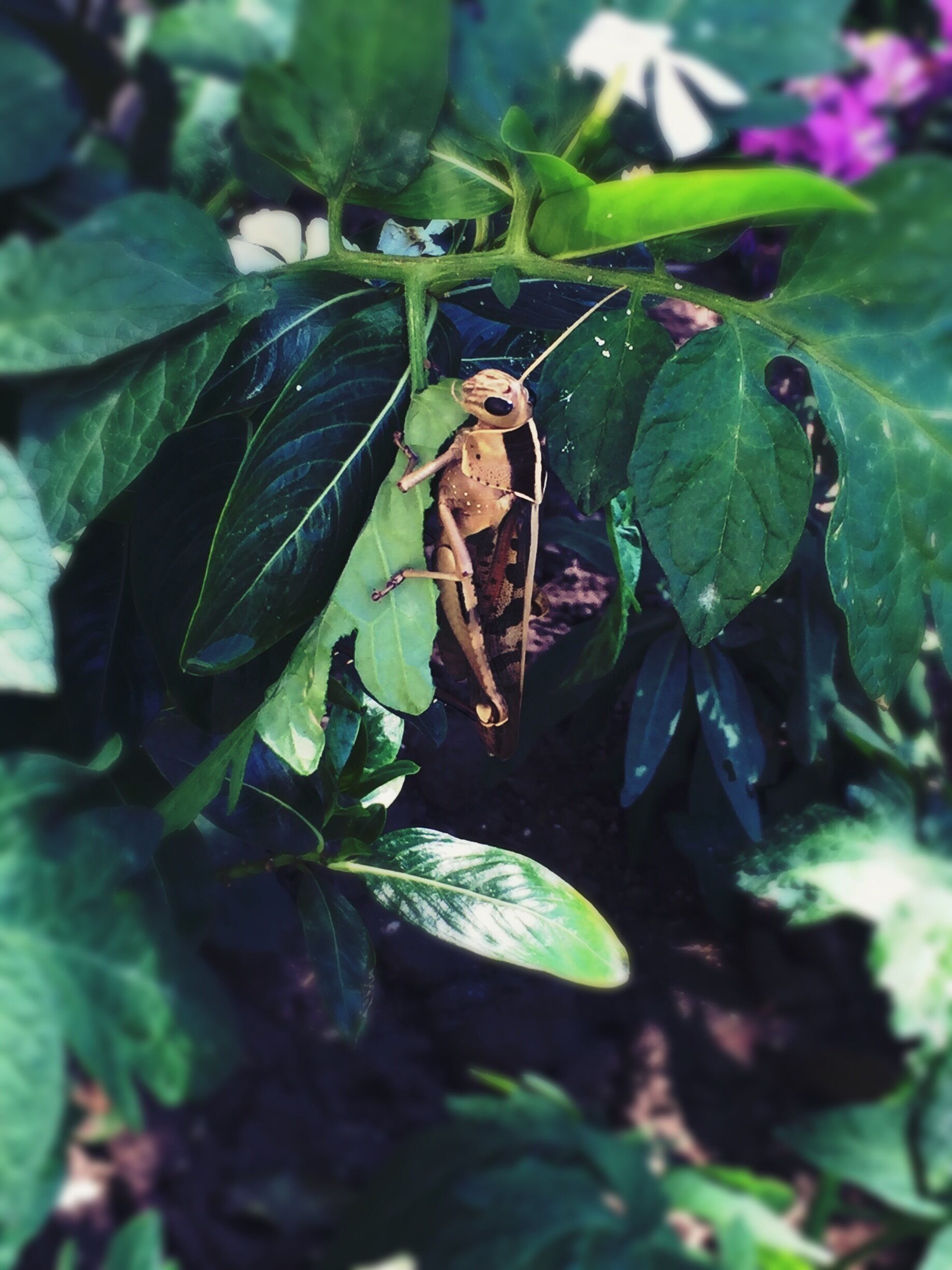 A brown garden locust with an alien eye