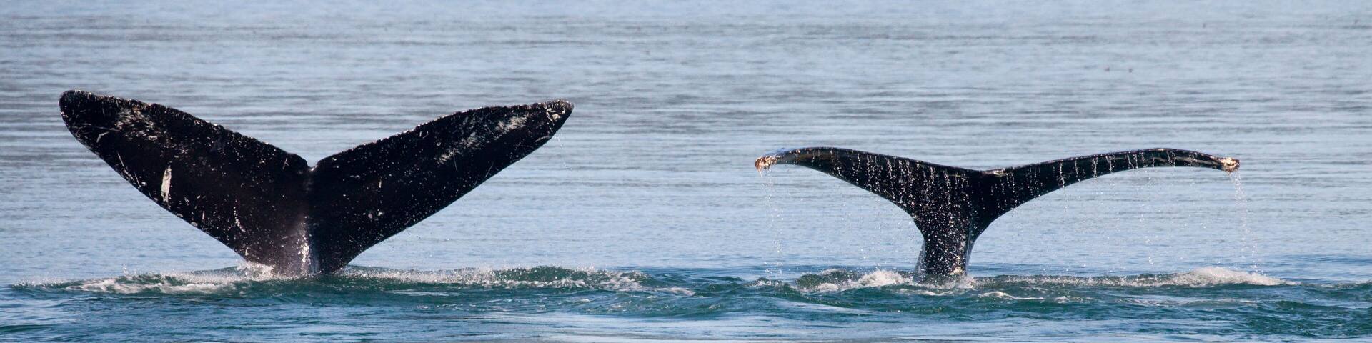 Humpback whales (Megaptera novaeangliae) breaching in the sea, Cross Sound, Elfin Cove, Alexander Archipelago, Alaska, USA