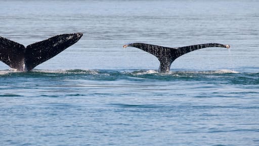 Humpback whales (Megaptera novaeangliae) breaching in the sea, Cross Sound, Elfin Cove, Alexander Archipelago, Alaska, USA