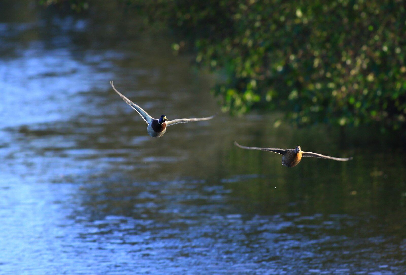 Ducks in Flight