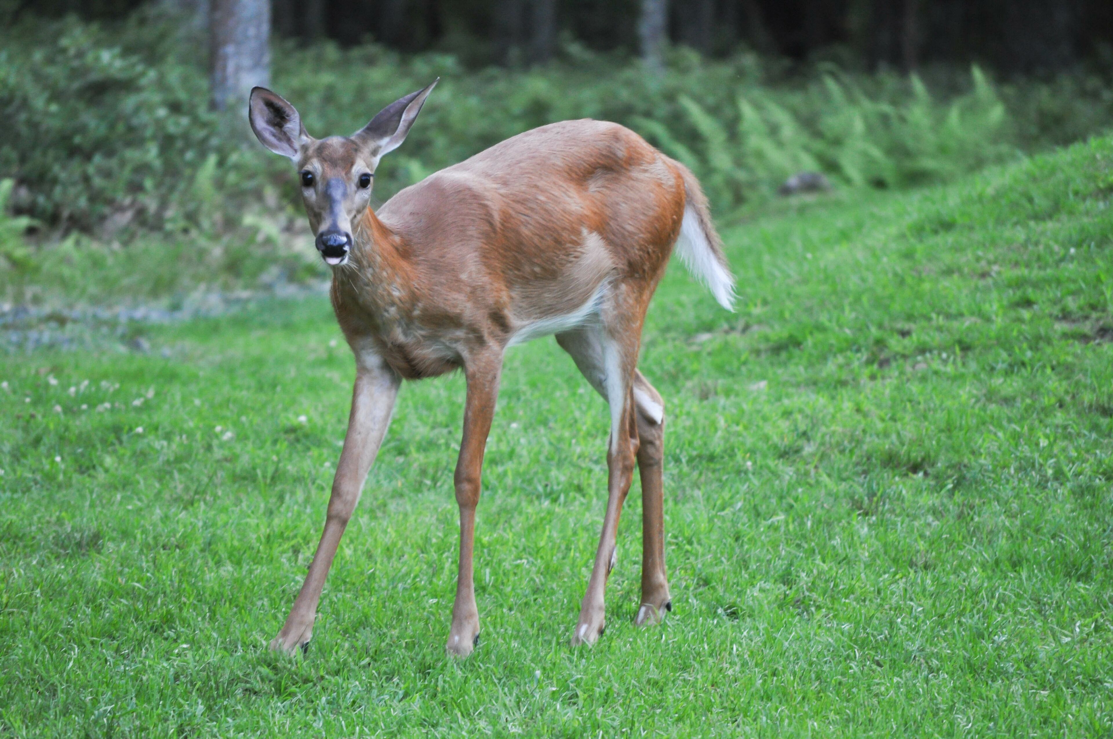 Funny whitetail deer sticking out it's tongue in Hawley the Poconos Pennsylvania