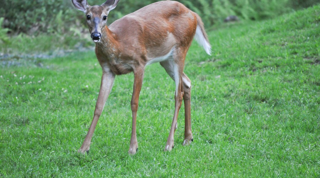 Funny whitetail deer sticking out it's tongue in Hawley the Poconos Pennsylvania