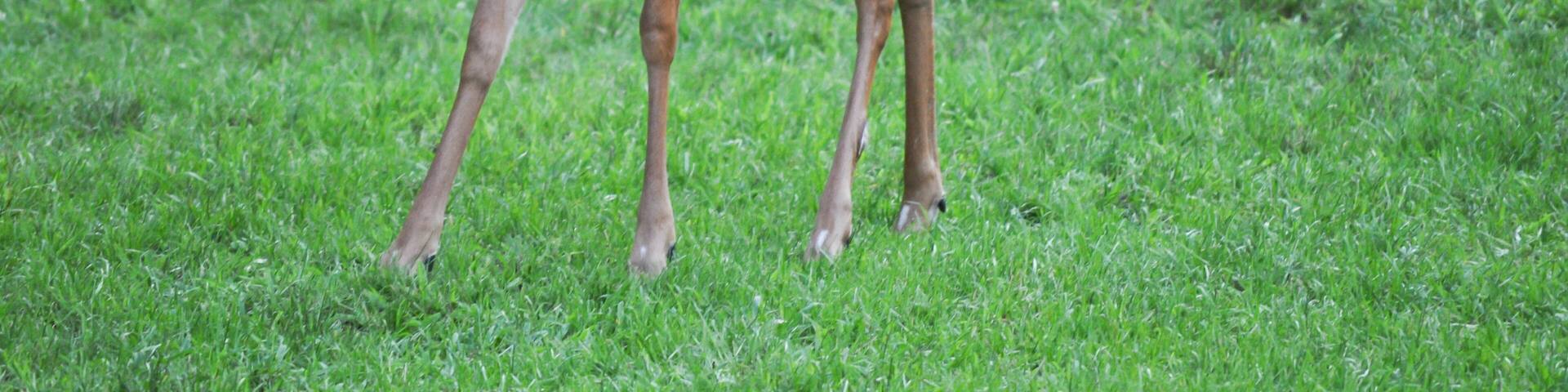 Funny whitetail deer sticking out it's tongue in Hawley the Poconos Pennsylvania