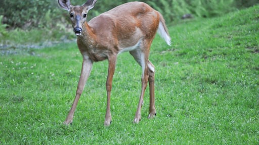 Funny whitetail deer sticking out it's tongue in Hawley the Poconos Pennsylvania