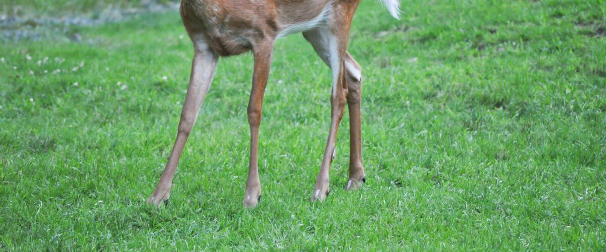 Funny whitetail deer sticking out it's tongue in Hawley the Poconos Pennsylvania