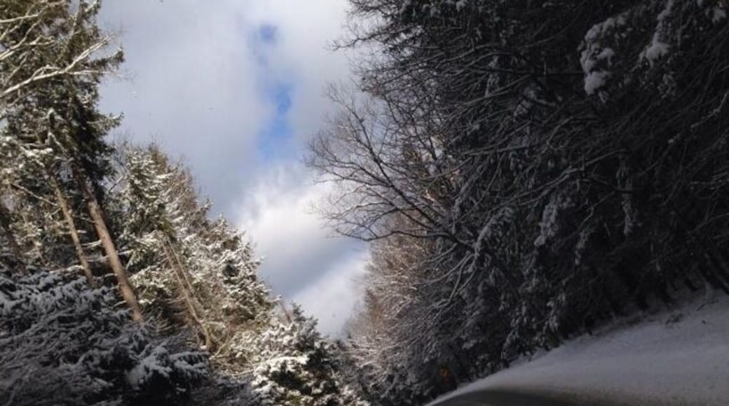Just one of the many scenic snow covered roads in the frozen forest from the winter of 14'.