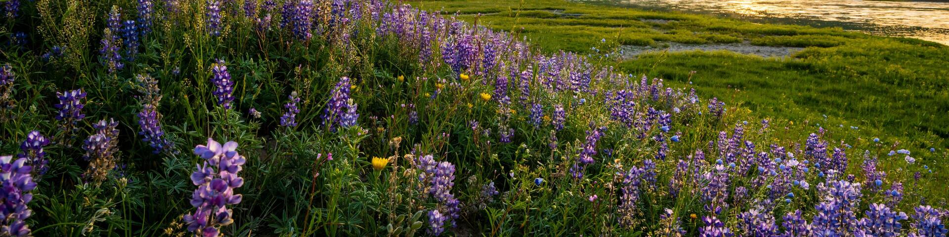 Lupin Bloom Along Yellowstone River In Hayden Valley