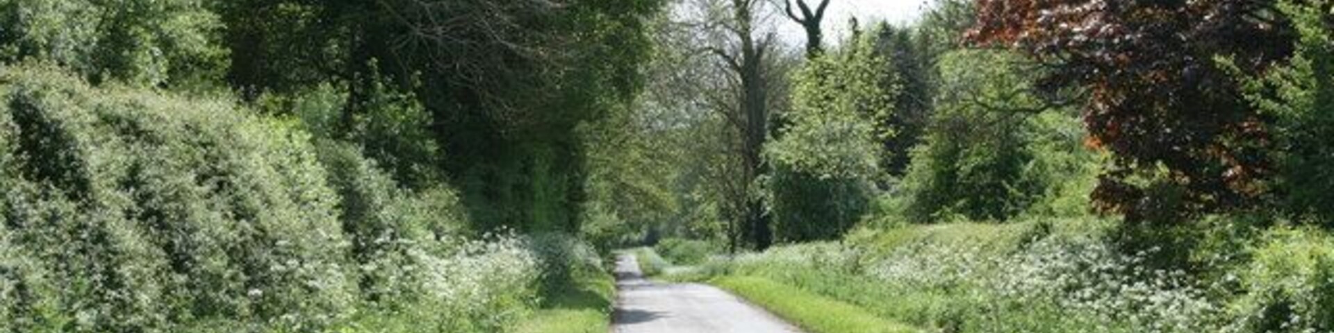 A narrow rural road flanked by dense vegetation and trees.