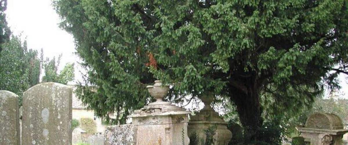 A cemetery with stone headstones and a large tree.