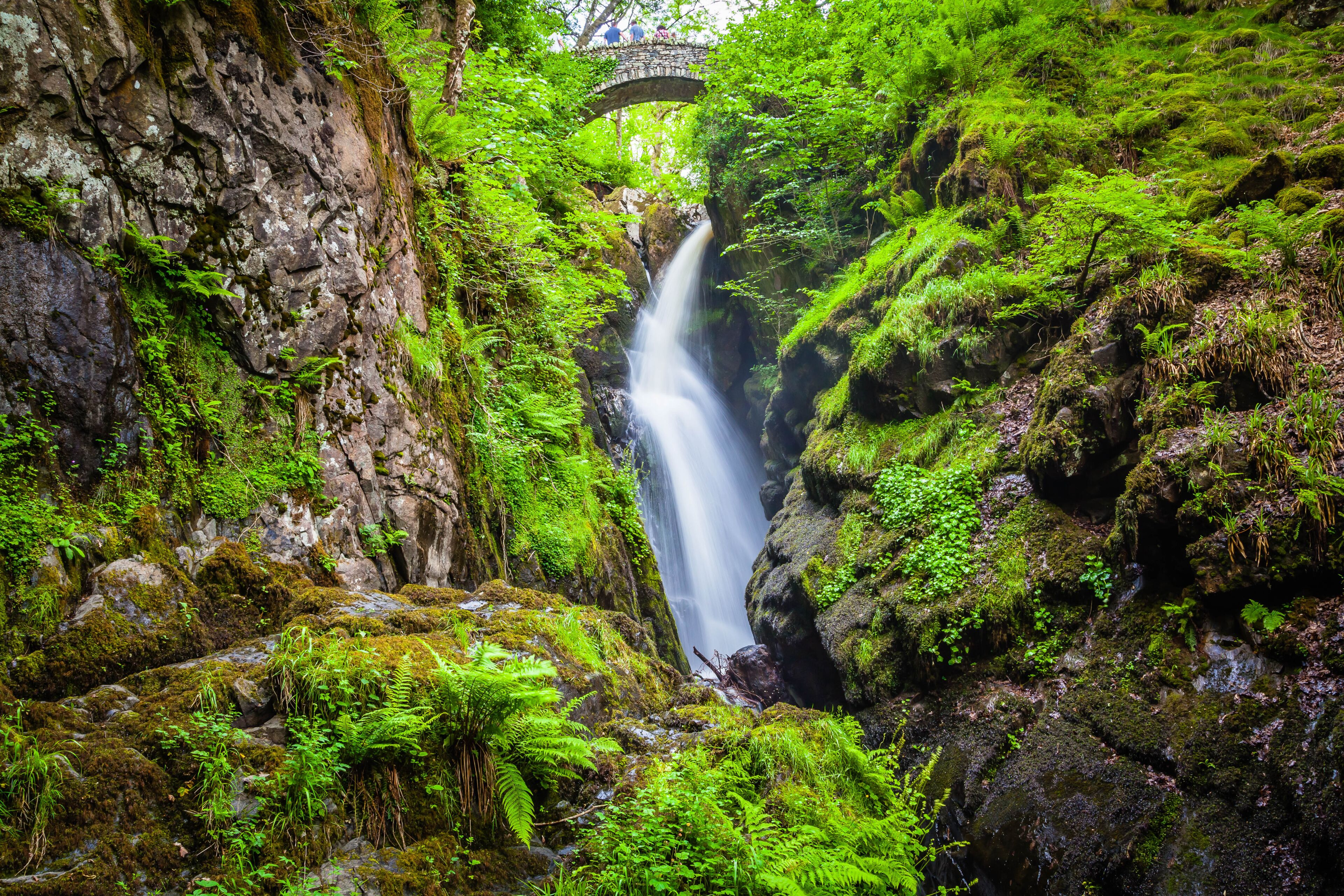 A lush green forest with a waterfall and a stone bridge.